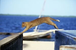 Images Dated 20th January 2011: Cat - on the Island of Lamu - Kenya - Indian Ocean