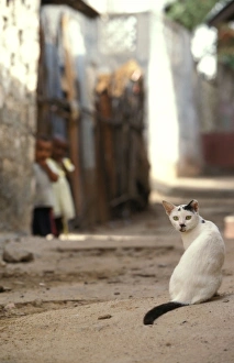 Images Dated 20th January 2011: Cat - on the Island of Lamu - Kenya - Indian Ocean