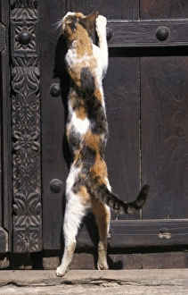 Images Dated 20th January 2011: Cat - on the Island of Lamu - Kenya - Indian Ocean
