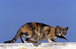 Images Dated 20th January 2011: Cat - on the Island of Lamu - Kenya - Indian Ocean