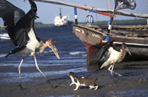 Images Dated 20th January 2011: Cat - on the Island of Lamu - Kenya - Indian Ocean