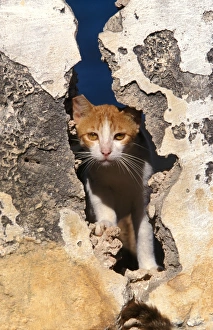 Images Dated 20th January 2011: Cat - on the Island of Lamu - Kenya - Indian Ocean