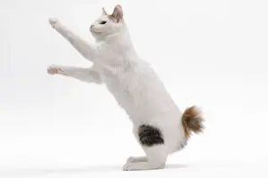 Cat - Japanese Bobtail in studio