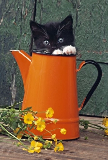 Images Dated 31st January 2011: Cat JD 13231E Kitten in orange jug © John Daniels / ardea.com