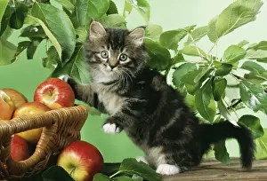 Kitten Prints: Cat JD 13294 Kitten with basket of apples © John Daniels / ardea. com
