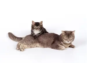 Cat JD 13479 Mother & 8 week old Kitten &copy; John Daniels / ardea. com