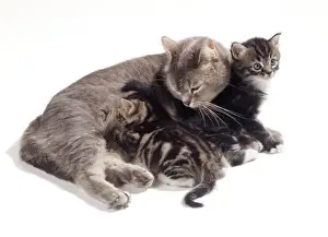 Huddled Prints: Cat JD 13825 Mother & 35 day old Kittens © John Daniels / ardea. com