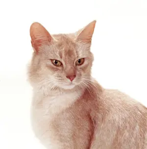 Somali Prints: Cat JD 14551 Somali - Fawn Silver © John Daniels / ARDEA LONDON