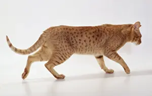 Spotted Prints: Cat JD 14572 Ocicat Breed. Cinnamon. © John Daniels / ARDEA LONDON