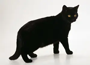 British Shorthair Prints: Cat JD 14723 British shorthair black Cat © John Daniels / ARDEA LONDON