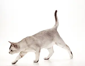 Cat JD 14778 Persian - Brown Classic Tabby © John Daniels / ARDEA LONDON