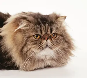 Furry Prints: Cat JD 14778 Persian - Brown Classic Tabby © John Daniels / ARDEA LONDON