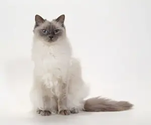 Cat JD 14789 Ragdoll - Blue Colour Point © John Daniels / ARDEA LONDON