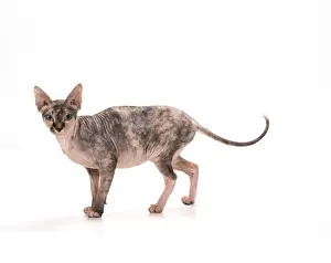 Cat JD 14797 Sphynx - Black Tortie Tabby © John Daniels / ARDEA LONDON