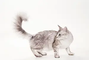 Silver Prints: Cat JD 14807 Tiffanie - Brown Shaded Silver © John Daniels / ARDEA LONDON