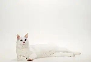 Cat JD 14822 Turkish Van, White Odd - Eyed &copy; John Daniels / ARDEA LONDON
