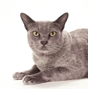 Cat JD 14834 Burmese - Blue &copy; John Daniels / ARDEA LONDON