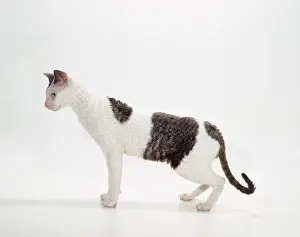 Coat Prints: Cat JD 14880 Cornish Rex, White and Black Smoke © John Daniels / ARDEA LONDON