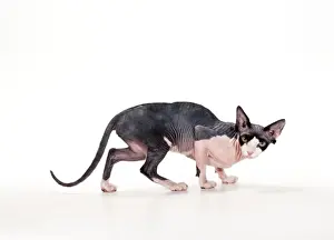 Bald Prints: Cat JD 14886 Sphynx - Black and White © John Daniels / ARDEA LONDON