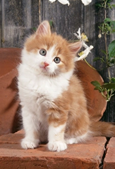 Ginger And White Collection: Cat JD 15090E Kitten with flowerpots © John Daniels / ardea.com