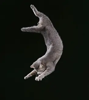 Jumping Prints: Cat JD 15233 Falling © John Daniels / ARDEA LONDON