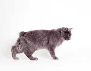 Bizarre Collection: Cat JD 15244 Manx - Blue Cymric © John Daniels / ARDEA LONDON
