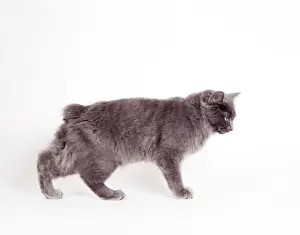 Bizarre Prints: Cat JD 15244 Manx - Blue Cymric © John Daniels / ARDEA LONDON