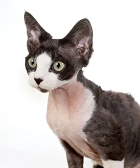Bizarre Prints: Cat JD 15251 Devon Rex, Black and white © John Daniels / ARDEA LONDON