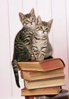 Tabby Prints: Cat JD 15706E Tabby kittens on books © John Daniels / ARDEA LONDON