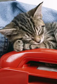 Telephone Prints: Cat JD 15707E Tabby kitten asleep on telephone © John Daniels / ARDEA LONDON