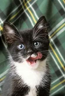 Cat JD 15708 Black & White Kitten licking its chops © John Daniels / ardea. com