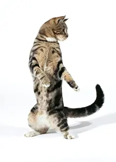 Anthropomorphic Prints: Cat JD 15861 On hind legs playing © John Daniels / ardea. com