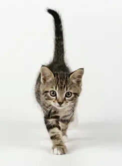 Walking Prints: Cat JD 16222 Kitten walking towards camera, 55 days old © John Daniels / ardea. com