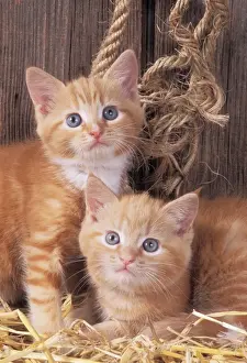 Cat JD 16479 Ginger kittens in barn © John Daniels / ardea. com