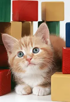 Ginger And White Prints: Cat JD 16480E Ginger kitten & building blocks © John Daniels / ardea. com