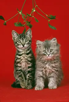 Mistletoe Prints: Cat JD 16787 E Kittens under mistletoe © John Daniels / ardea. com