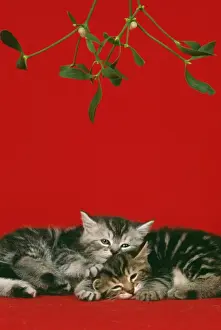 Curled Up Prints: Cat JD 16788 E 2 kittens under mistletoe © John Daniels / ardea. com