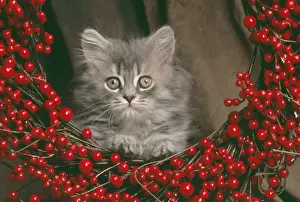 Odd Eyes Prints: Cat JD 16790 E Kitten looking thriugh wreath of berries © John Daniels / ardea. com