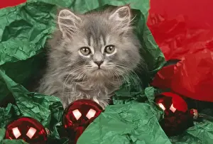 Naughty Prints: Cat JD 16791 E With tissue paper & baubles © John Daniels / ardea. com