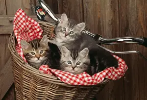 Bikes Prints: Cat JD 16793 E 3 Kittens in basket on bicycle © John Daniels / ardea. com