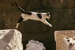 Images Dated 23rd May 2004: Cat - jumping