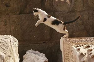 Cat - jumping