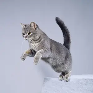 Pouncing Prints: Cat Jumping