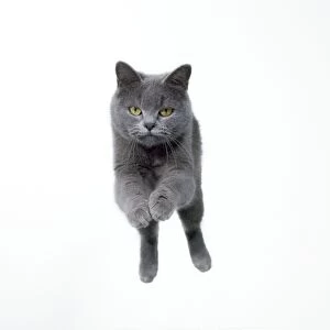 Images Dated 27th July 2012: Cat - Jumping