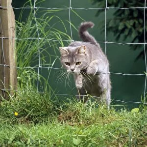 Images Dated 27th July 2012: Cat - jumping through fence