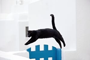 Images Dated 10th April 2012: Cat - jumping gate - Stray