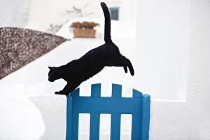 Images Dated 10th April 2012: Cat - jumping gate - Stray