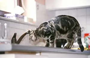 In Kitchen Prints: Cat - in kitchen, drinking from tap