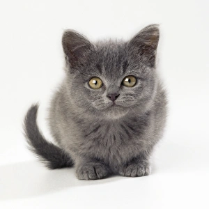 <b class=qtipBold><figcaption>Cat - kitten 11 weeks old</figcaption></b><br>JD-12506 Cat - kitten 11 weeks old John Daniels Please note that prints are for personal display purposes only and may not be reproduced in any way.<br><em>© John Daniels/ardea.com</em> Cat - kitten 11 weeks old