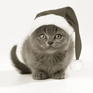 Cat - kitten 11 weeks old, wearing Christmas hat